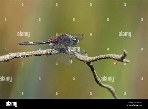 Large White Faced Darter Yellow Spotted Whiteface Leucorrhinia