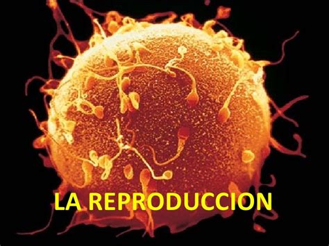 Ciencias Naturales Los Seres Vivos Y La Reproducción Ciencias Naturales