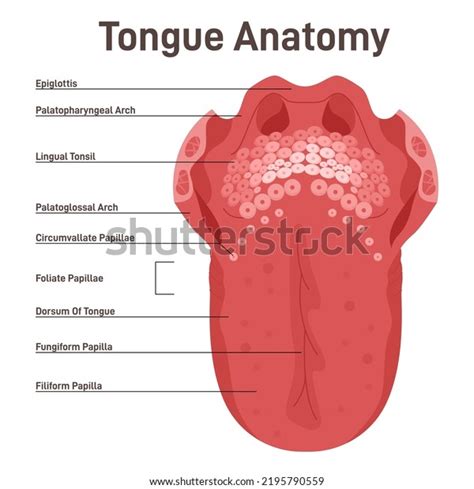 Human Tongue Muscular Organ Papillae Taste Vetor Stock Livre De