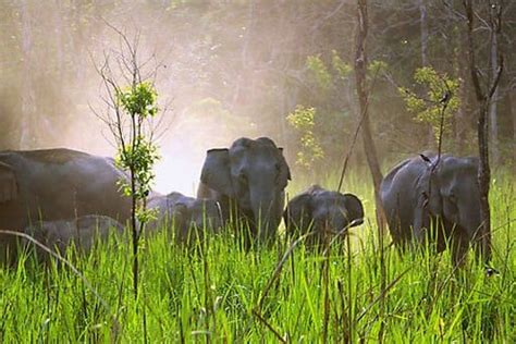 The wildlife of Manas National Park