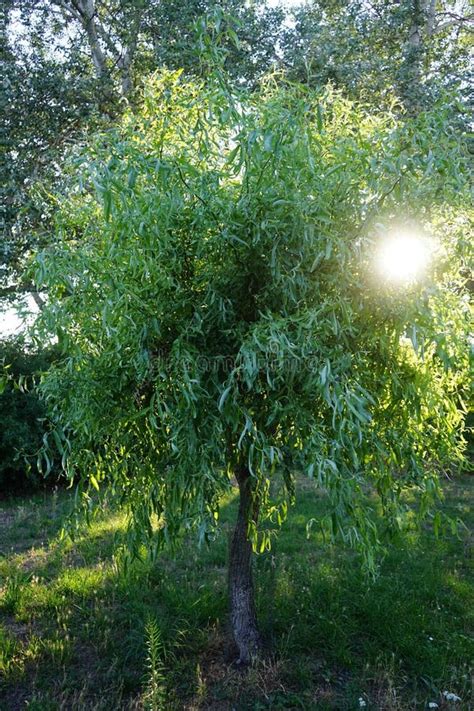 Salix Matsudana Tortuosa Grows In July Berlin Germany Stock Image