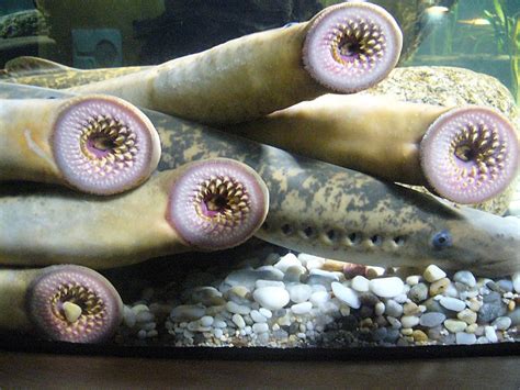 The Best 16 Big Sea Lamprey Bite - aboutbearart