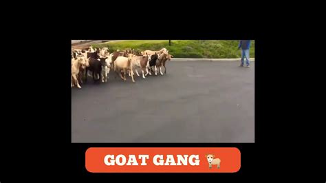 Goat Gang Taking Over The Blocks Eating Up Front Yard Youtube