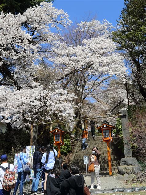 【満開】新倉山浅間公園桜の開花状況：2023年4月4日現在