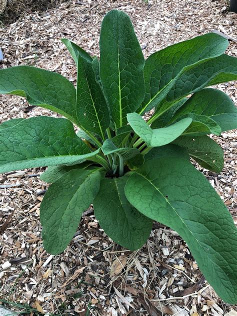 Bocking 14 Comfrey Live Rooted Cutting Organic NON GMO Etsy