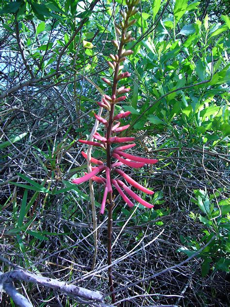 Erythrina Berteroana Archives Eat The Weeds And Other Things Too