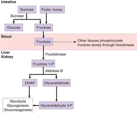 Fructose Metabolism Flashcards Quizlet