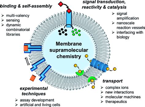 State Of The Art In Supramolecular Chemistry In Lipid Bilayer Membranes