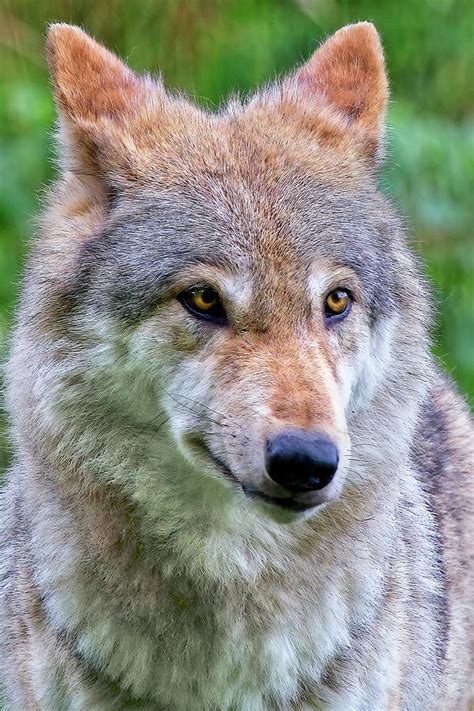 Eurasian Wolf Photograph By Marcia Colelli Pixels