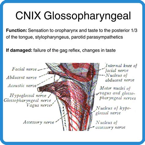 Ollie Burton On Twitter Cnx Is The Vagus Nerve Wanderer Which Goes