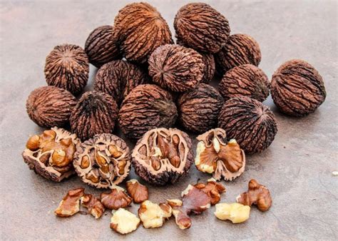 Eastern Black Walnut (Juglans Nigra): How To Care For