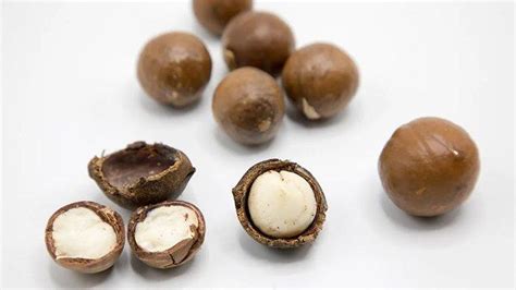 22 Fakta Unik Macadamia Kacang Termahal Di Dunia Yang Berasal Dari