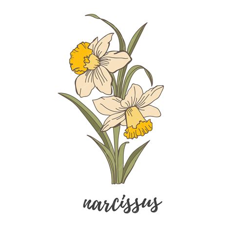 Premium Vector | Narcissus flower vector illustration flower outline