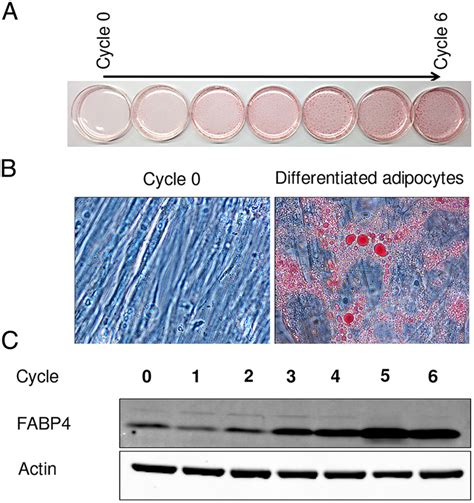 Adipogenic Differentiation Of Human Uc Derived Mscs A Triglyceride