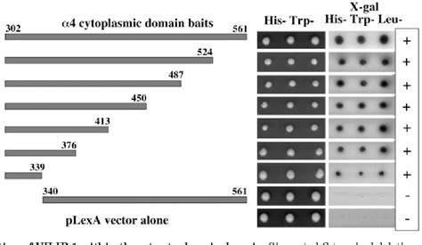 Figure From The Calcium Sensor Protein Visinin Like Protein