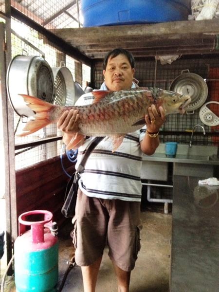 Empurau earns fisherman RM7,000