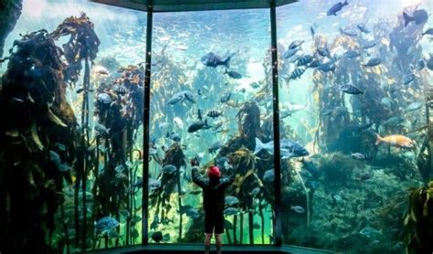 15 reasons to visit the Two Oceans Aquarium in Cape Town