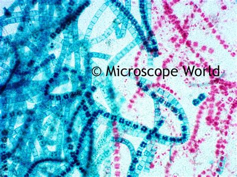 Microscope World Blog: Blue-Green Algae