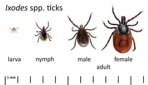 Lyme Borreliosis In Animals Lyme Borreliosis In Animals Merck