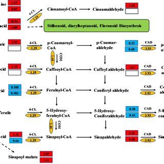 Changes in genes and metabolites mapped to the phenylpropanoid ...