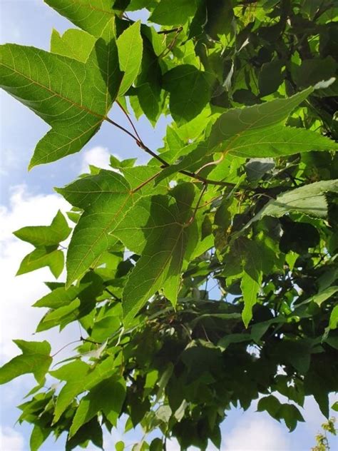 Liquidambar Formosana Var Monticola Is Een Bijzondere Boom