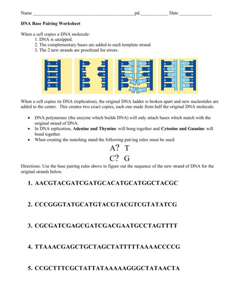 Dna Base Pairing Worksheet