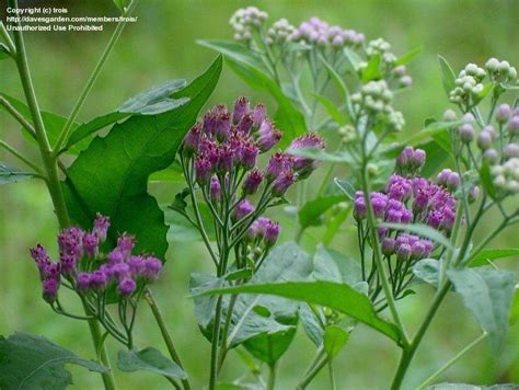 PlantFiles Pictures Vernonia Species Giant Ironweed Tall Ironweed