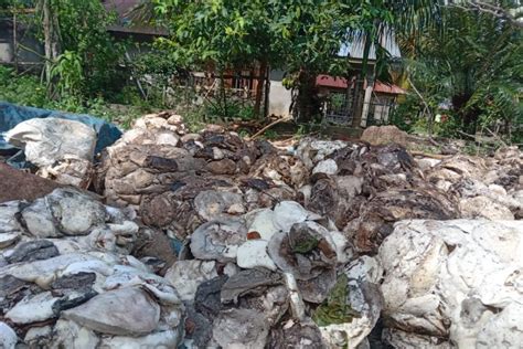 Harga Getah Petani Karet Dua Desa Di Palas Tertinggi Rp Per Kg