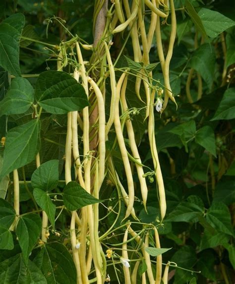 Monte Gusto Yellow Pole Bean John Scheepers Kitchen Garden Seeds