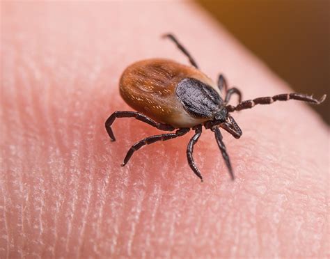 Enfermedad De Lyme Causas Y Consecuencias