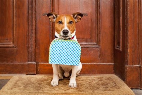 E agora levar o pet na viagem de férias sim ou não Botica Pets