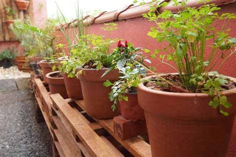 Como Fazer Uma Horta Em Vasos Ciclovivo