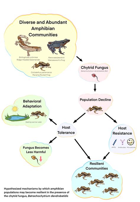 Hypothesized Mechanisms Of Amphibian Resilience