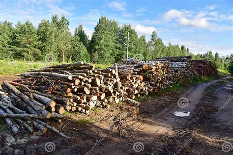 Piled Pine Tree Logs In Forest Stacks Of Cut Wood Wood Logs Timber Logging Industrial