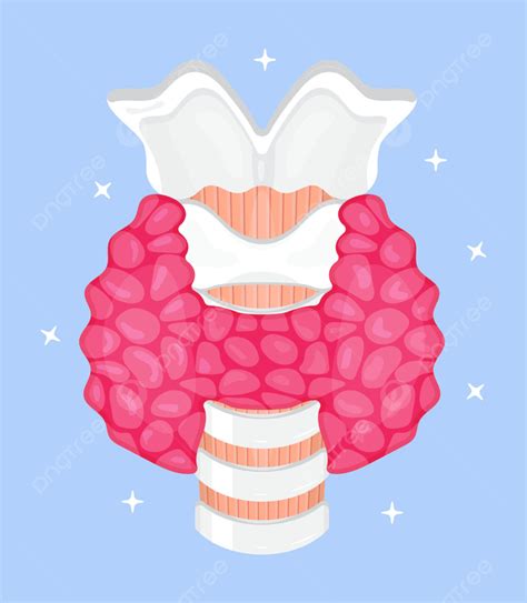 Human Thyroid Gland Vector, Diagnosis, Medical, Homepage PNG and Vector ...