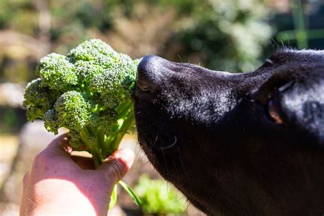 ¿los Perros Pueden Comer BrÓcoli Recetas Barf