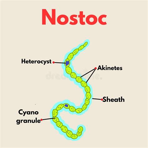nostoc microscope labeled