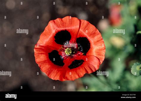 poppy papaver commutatum stock photo alamy