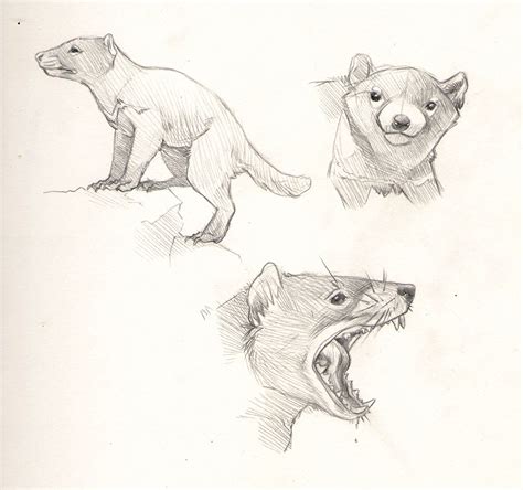 Tasmanian Devil Sketch at PaintingValley.com | Explore collection of ...