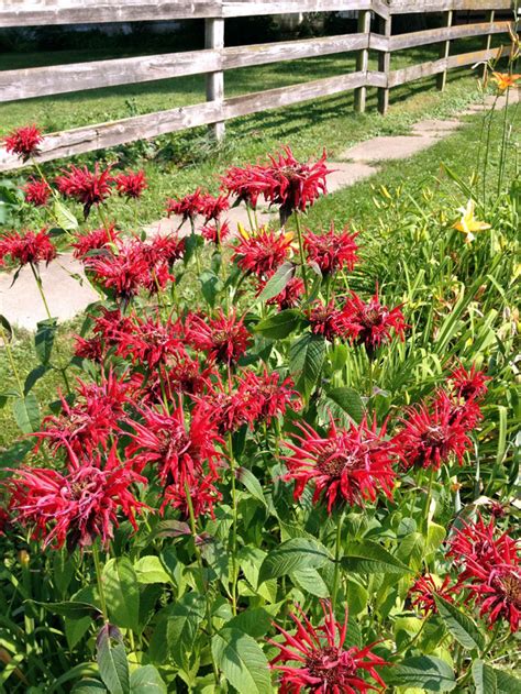 How To Grow Bergamot Growing Bee Balm Bergamot In A Pot Naturebring