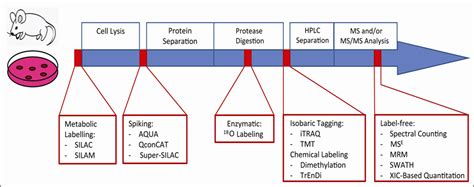 Quantitative Proteomics Techniques - Omics tutorials