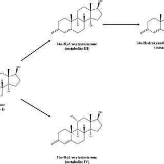 The Proposed Biotransformation Pathway Of Testosterone Into