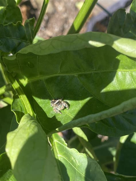 What kind of spider? (Colorado) : r/insects