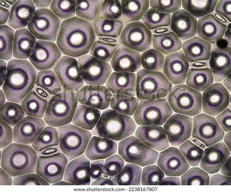 Stomata Cells Under Microscope Research Stock Photo 2238167807 | Shutterstock