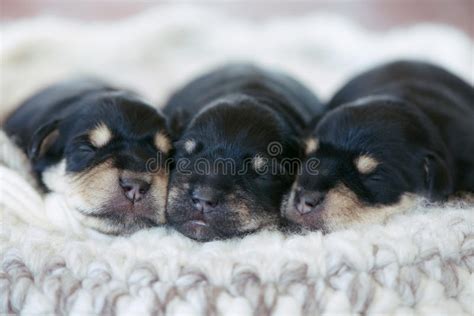 Filhotes De Cachorro Rec M Nascidos Ra A Do Schnauzer Diminuto Os