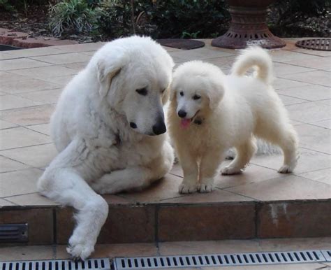 Kuvasz Dog Breed Information | DogExpress