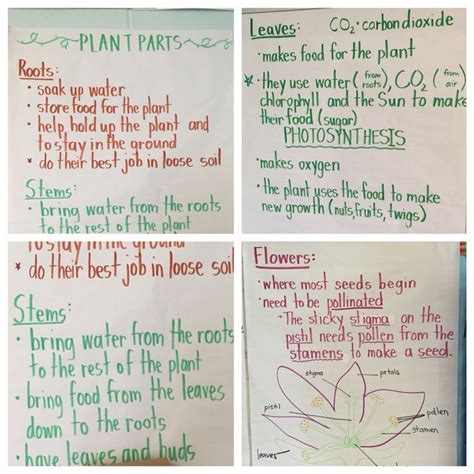 Anchor Charts For Plant Unit In Science Plants Unit Parts Of A