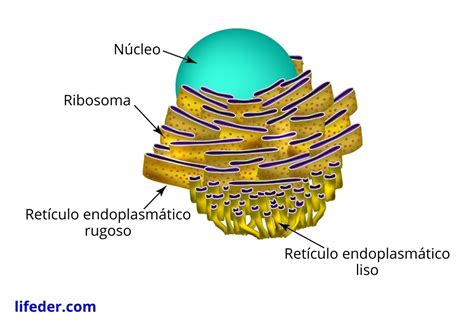 Retículo endoplasmático qué es características estructura funciones