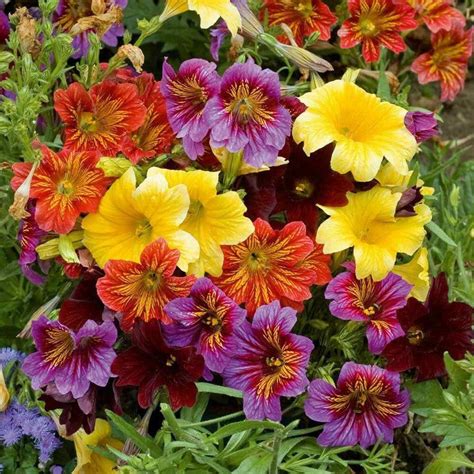 200 Velvet Trumpet Flower Seeds - Etsy