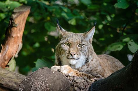 [フリー写真] 木の上で伏せているヨーロッパオオヤマネコでアハ体験 - GAHAG | 著作権フリー写真・イラスト素材集